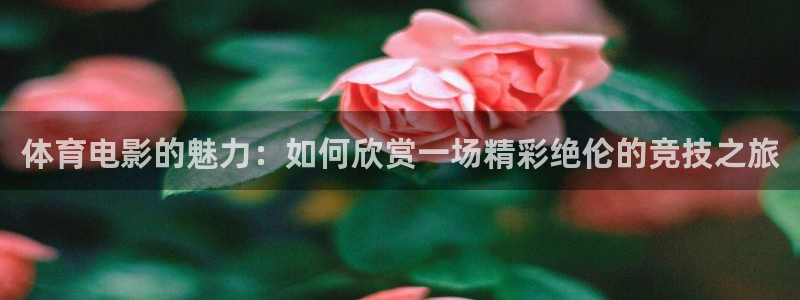 超碰在线97男人的天堂：体育电影的魅力：如何欣赏一场精彩绝伦的竞技之旅